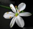 Chlorophytum Comosum 